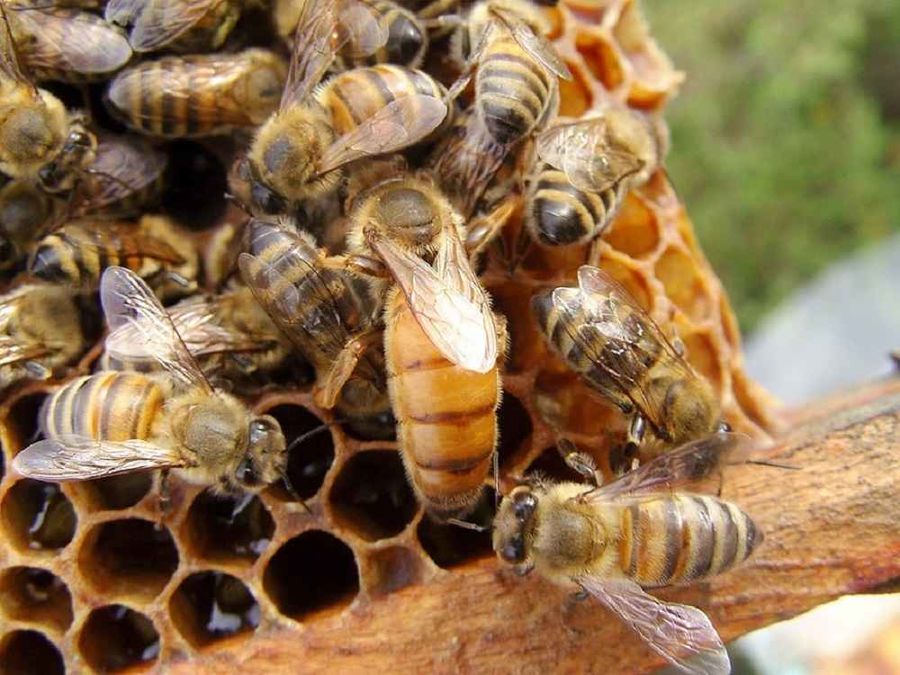 به گزارش پایگاه خبری تولیدگران کارآفرین  به نقل از وزارت جهاد کشاورزی، تورج صارمی گفت: این سرشماری در تعداد ۹۶ هزار و ۳۲۷ زنبورستان و با ظرفیت بیش از ۱۱ میلیون و ۵۳۴ هزار و ۸۲۲ کلنی زنبور عسل در پاییز امسال انجام شد.