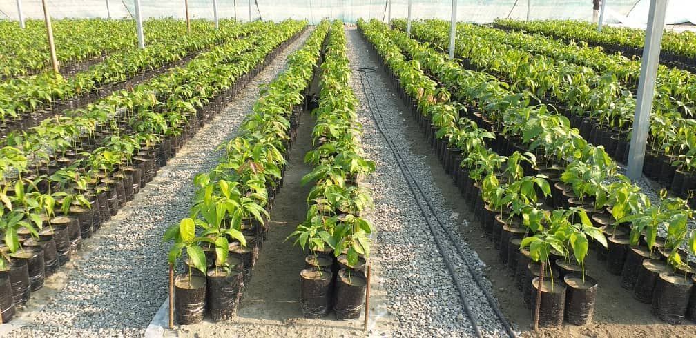 خودکفایی کشور در تولید نهال‌های باغی استاندارد، ایران در تولید نهال میوه استاندارد در تمام گروه‌های محصولی به جز خرما به خودکفایی کامل رسیده است.