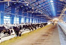 به گزارش تولیدگران کارآفرین به نقل از پایگاه خبری روستانیوز، در شرایطی که واقعی‌شدن قیمت نهاده‌های دامی پس از آزادسازی نرخ ارز، فشار سنگینی بر نقدینگی واحدهای تولیدی وارد کرده است، بانک کشاورزی با معرفی ابزار مالی تعهدی دیجیتال «نوی‌پو»، امکان تأمین مالی برای خرید نهاده‌های دامی بدون پرداخت سود بانکی و بدون نیاز به آورده نقدی را برای دامداران و مرغداران کشور فراهم کرده است؛ مدلی نوآورانه که تداوم تولید و ثبات در زنجیره تأمین غذا را هدف گرفته و فشار نقدینگی را به‌طور محسوسی از دوش واحدهای تولیدی برمی‌دارد.