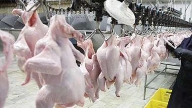 به گزارش تولیدگران کارآفرین:  رضا مبصری دبیر انجمن‌ تولیدکنندگان زنجیره گوشت مرغ در نشست خبری دیروز گفت:  با توجه به تولید ماهانه بین ۲۲۰ تا ۲۳۰ هزار تن گوشت مرغ در کشور، میزان صادرات تنها ۵ درصد تولید را در بر می‌گیرد که رقم زیادی نیست.