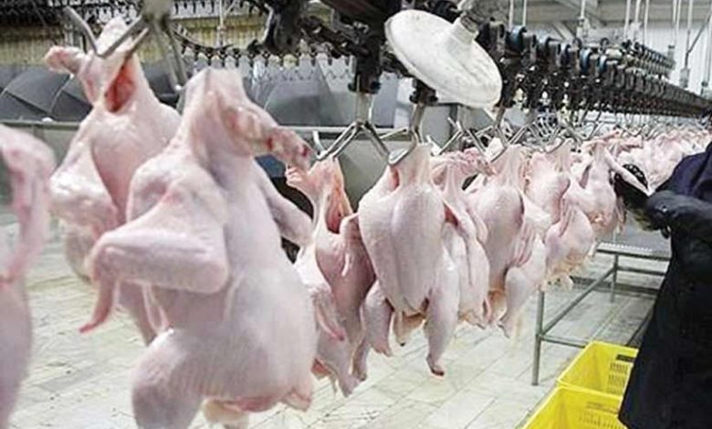 به گزارش تولیدگران کارآفرین:  رضا مبصری دبیر انجمن‌ تولیدکنندگان زنجیره گوشت مرغ در نشست خبری دیروز گفت:  با توجه به تولید ماهانه بین ۲۲۰ تا ۲۳۰ هزار تن گوشت مرغ در کشور، میزان صادرات تنها ۵ درصد تولید را در بر می‌گیرد که رقم زیادی نیست.